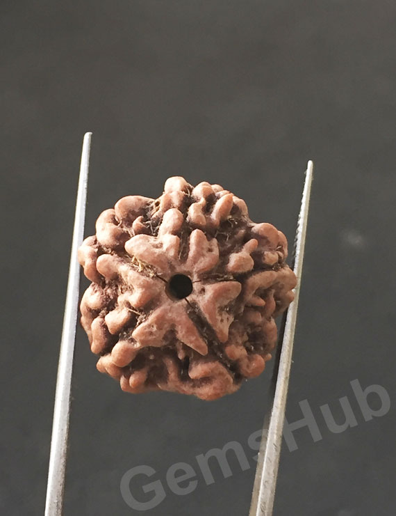 5 Mukhi Certified Nepali Rudraksha